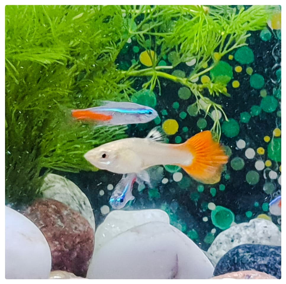 Gold skirt sales tetra and betta